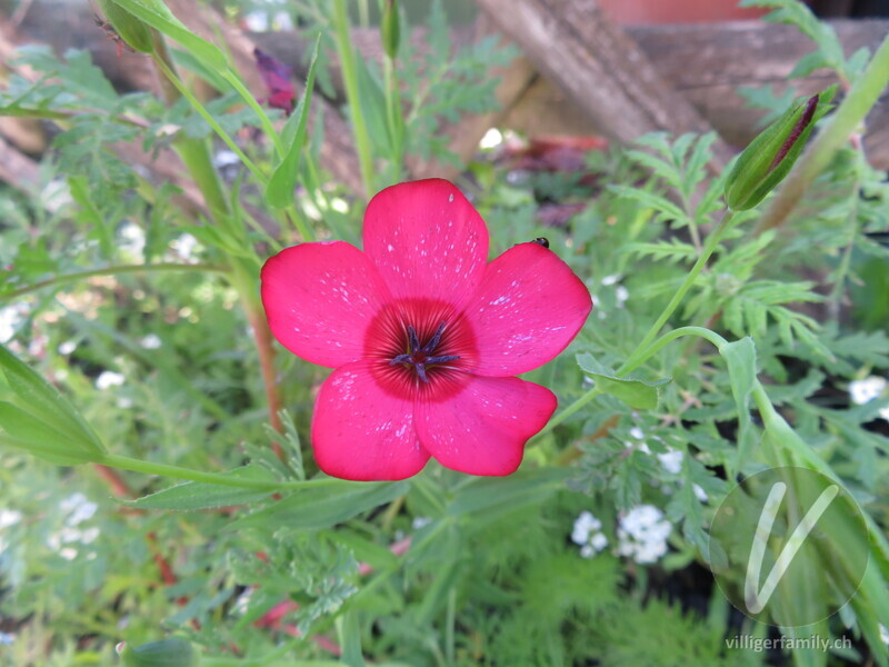 Roter Lein: Übersicht